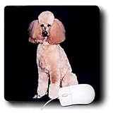 Dogs Poodle - Pink Poodle - Mouse Pads
