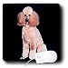 poodle17  - Dogs Poodle Pink Poodle Mouse Pads