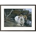 Dalls sheep Subject Framed Art Poster Print by Michael S. Quinton, 29x21
