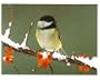 Black-capped Chickadee