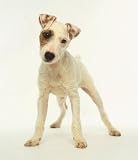 White Puppy with Brown Eye Patch - 24