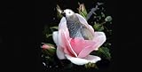 Airbrush License Plate - Photo License Plate - Bird In Flower - #5560