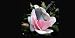 Airbrush License Plate - Photo License Plate - Bird In Flower - #5560