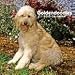 Goldendoodles 2010 Wall Calendar
