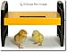 EcoGlow 20 Chick Brooder