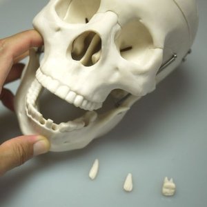 头盖骨模型 実物大 头部ガイコツ 人体模型 学校