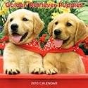 Golden Retriever Puppies 2010 Mini 7" x 7" Wall Calendar