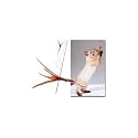 The Da Bird Value Pack (Includes 1 Da Bird Original Single 3 Foot Pole Cat Toy & 2 Replacement Feathers)