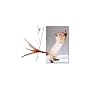 The Da Bird Value Pack (Includes 1 Da Bird Original Single 3 Foot Pole Cat Toy & 2 Replacement Feathers)