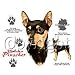 Miniature Pinscher Womens Scoop Neck T-Shirt