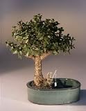 Baby Jade Bonsai Tree/Water Bonsai Pot.Portulacaria Afra