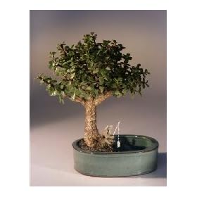 Bonsai Boy's Baby Jade Bonsai Tree/Water Bonsai PotPortulacaria Afra