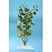 Tetra 19103 Water Wonders Fresh Water Plant Cardamine, 6-Inch