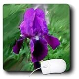 Flowers - Purple Iris - Mouse Pads