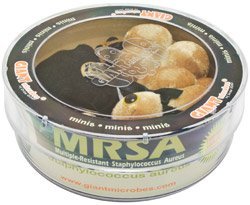 Giant Microbes MRSA (Multiple-Resistant staphylococcus aureus) Petri Dish