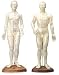 Acupuncture Models - Male
