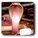 Snakes - Albino Siamese Cobra - Mouse Pads