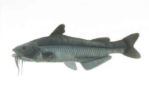 Blue Catfish By Cabin Critters 17