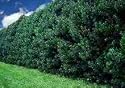 Ilex 'Nellie R Stevens' Evergreen Holly Shrub/ Tree 4.5 inch pot