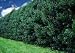 Ilex Nellie R Stevens' Evergreen Holly Shrub/ Tree 4.5 inch pot