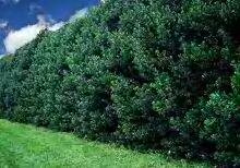 shrubs