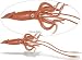 Giant Squid, Monterey Bay Aquarium