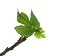Fig Tree on White - 24