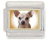 CHIHUAHUA Italian Charm