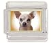 chihuahua38  - CHIHUAHUA Italian Charm