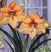 Outdoor Living : Flower Bulb Sale: "Exotica" Salmon-colored Amaryllis, spectacular for indoor bloom.