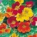 SUTTONS SEEDS: Nasturtium Jewel of Africa Mix Seeds (25 seeds)