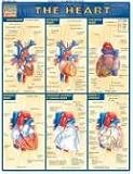 The Heart (Quickstudy: Academic)