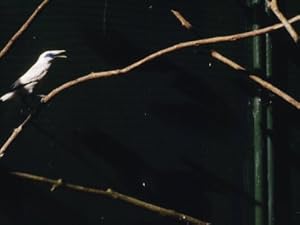 Rare and Almost Extinct Bali Starling in a Cage Photographic Poster Print by Eightfish , 12x16