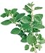 oregano essential oil