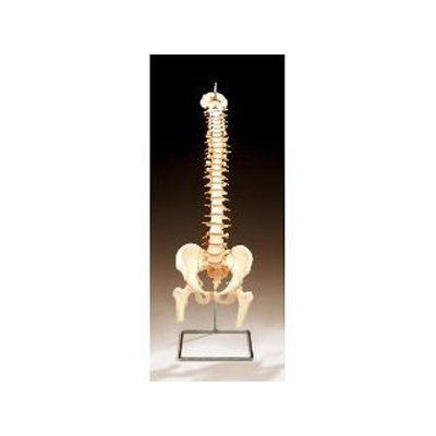 Vertebral Column Orthotic Small (Anterior : 6