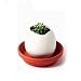 Eggling - Prickly Cactus