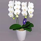 スーパーアマビリス ２本立