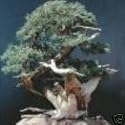 CHINESE JUNIPER - 4 Seeds - Juniperus chineusis