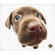Clean Screen Cloth - Chocolate Lab