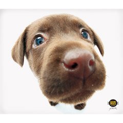 Clean Screen Cloth - Chocolate Lab