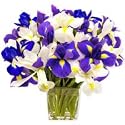 Flowers - Ocean View(Valentines Offer: Free Shipping)