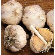 3+ ounces Early Italian Purple Garlic Bulbs - SALE*