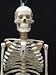 Scientific Anatomical Model : Medium Anatomical Skeleton with Spinal Nerves