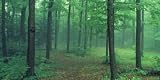 31QftPn2oUL. SL160  Check Out Misty Forest Giant Wall Mural
