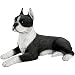 Boston Bull Terrier Dog