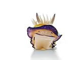 A toxic chromodoris species of nudibranch Photographic Poster Print by David Doubilet, 48x36