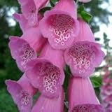 Foxglove (Digitalis purpurea) - Jumbo Wildflower Seed Packet