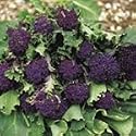 SUTTONS SEEDS: Broccoli Summer Purple (Sprouting) Seeds (360 seeds)