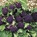 SUTTONS SEEDS: Broccoli Summer Purple (Sprouting) Seeds (360 seeds)