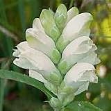 Turtlehead (Chelone glabra) - Jumbo Wildflower Seed Packet